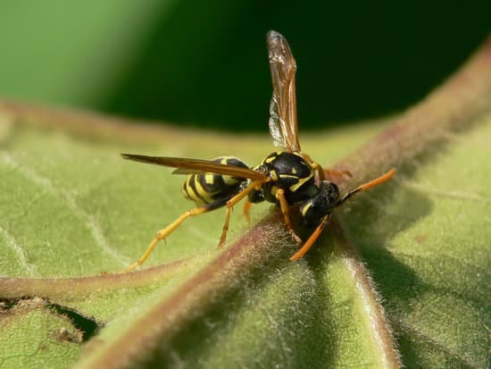 will-alcohol-kill-wasps-pestwhisperer