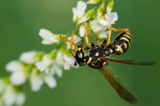 Wasp