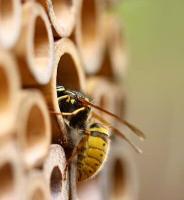 How Do Wasps Taste?