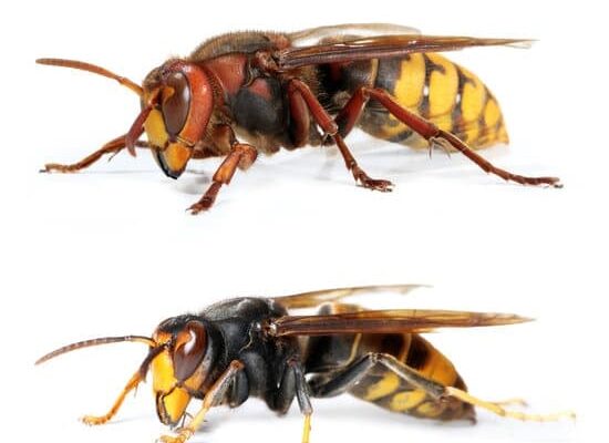 Why Are Wasps Important?