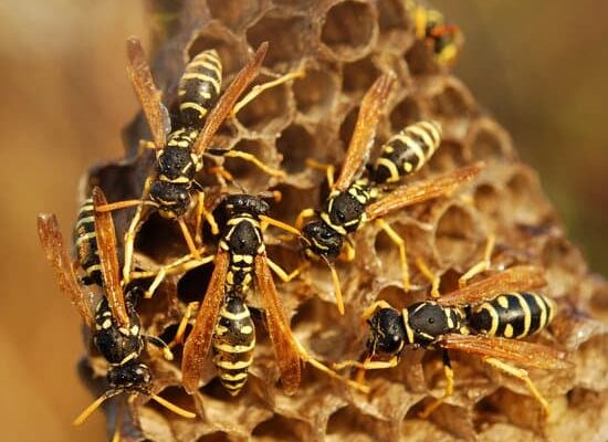 Do Wasps Release Pheromones When Killed?