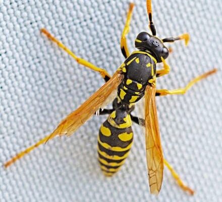 Why Wasps Build Nests