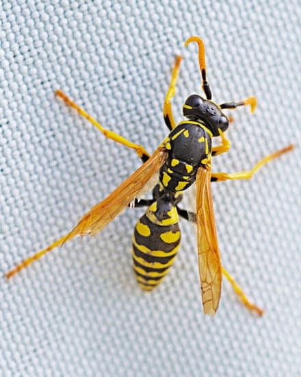 Wasp