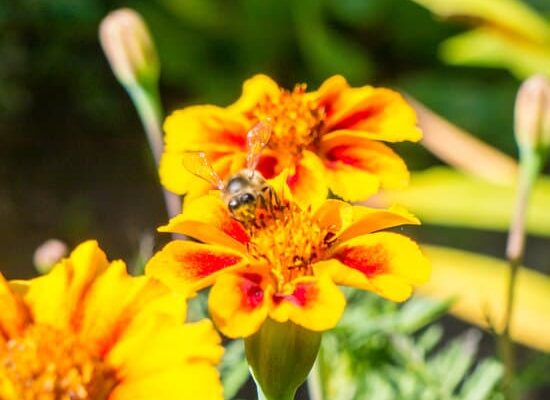 Ant-Man and the Wasp – Can the Wasp Control Wasps?