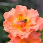 Wasp