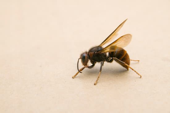 Wasp