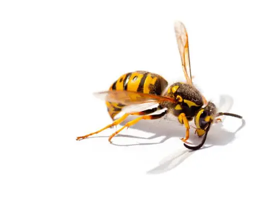 Wasp