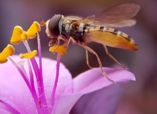 Are Mason Wasps Dangerous?