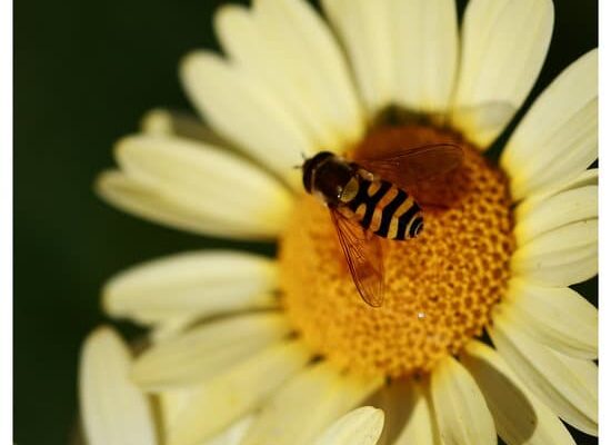 Do Wasps Have Poison?