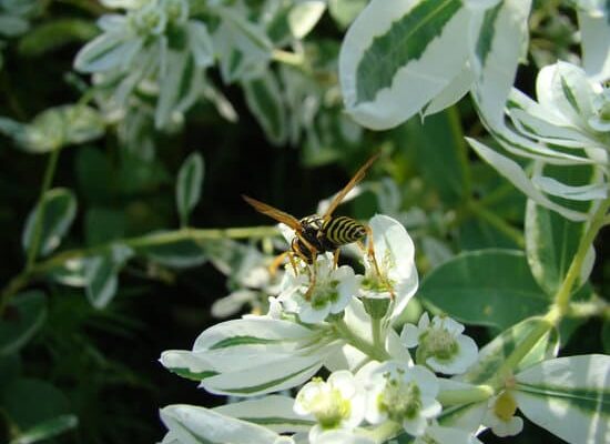 Wasp Killer – How to Evict Wasps From Your Property