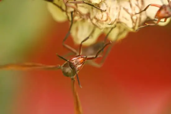 Wasp