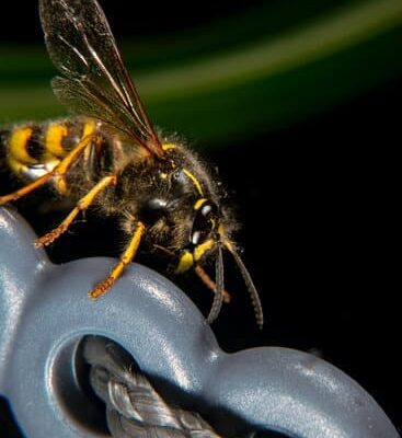 How Do Wasps Help Bees?
