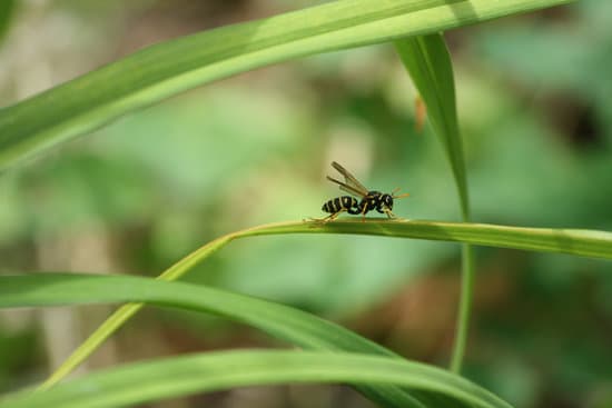 do-dried-figs-contain-wasps-pestwhisperer