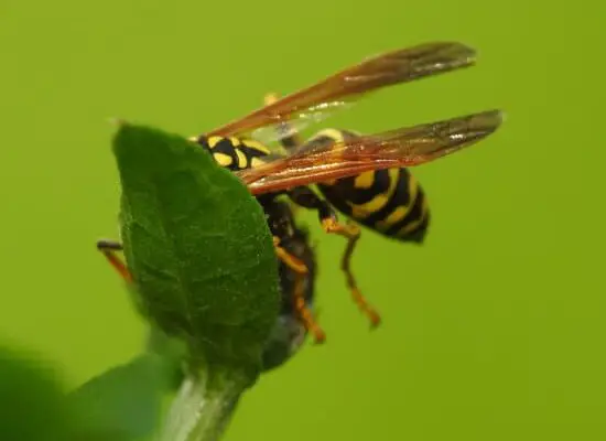 Did You Know That Wasps Do Not Die in the Winter?