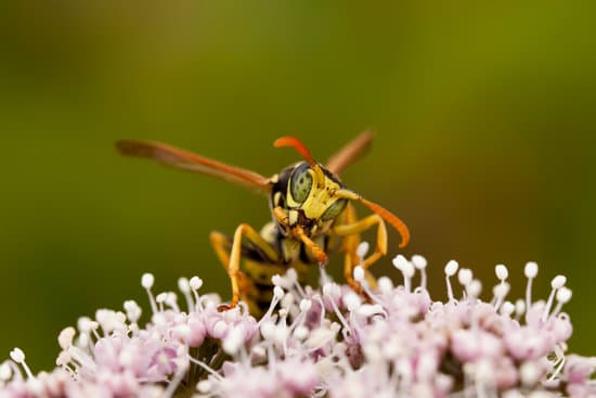 Did You Know That Wasps Have Stingers?