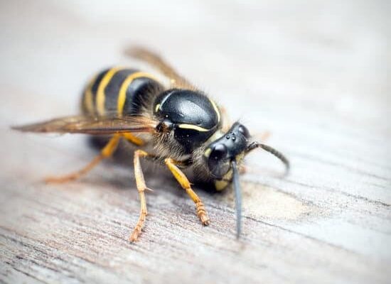 Do Wasps Have Brains?