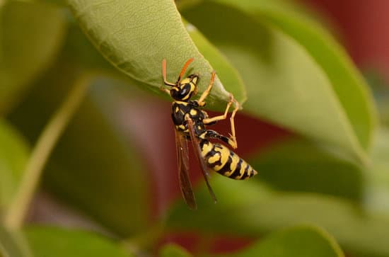 Wasp