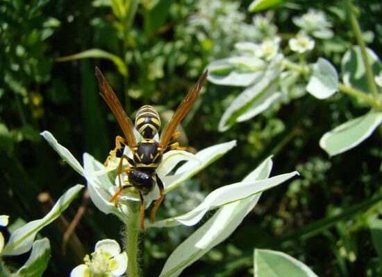 Do Wasps Live in the Ground?