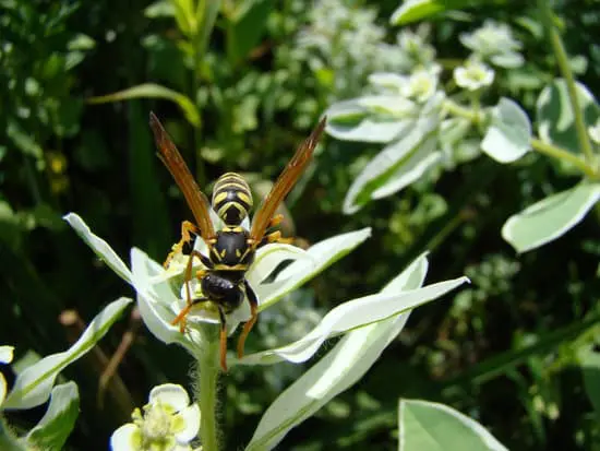 Wasp