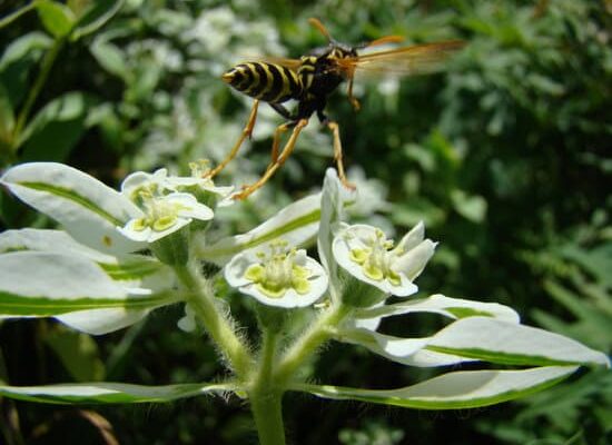 Do Wasps Feel Pain?