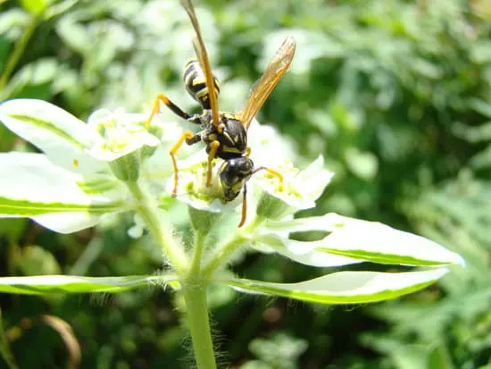 Wasp