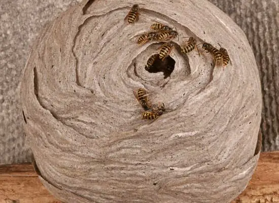 How Much Do Wasps Weigh?