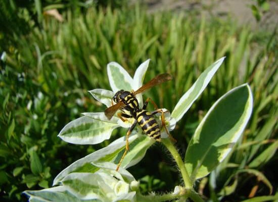 How Do Wasps Lose Their Wings?