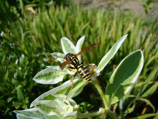 Wasp