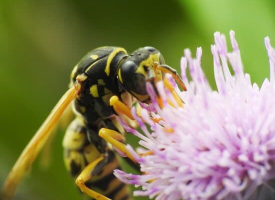 Do Dryer Sheets Really Keep Wasps Away?