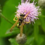 Wasp