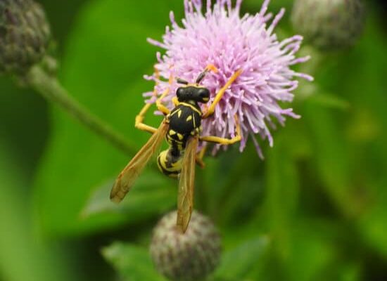 Did You Know That Wasps Like Meat?