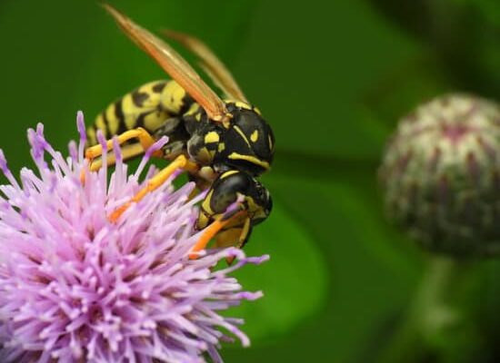 What Do Wasps Build Their Nests With?