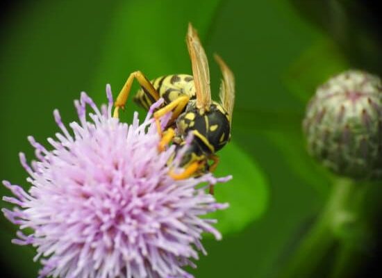 Wasps – Why Do Wasps Chase You?