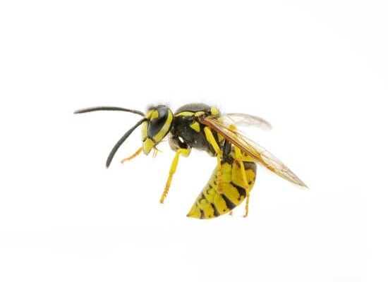 How Long Do Cicada Killer Wasps Live?