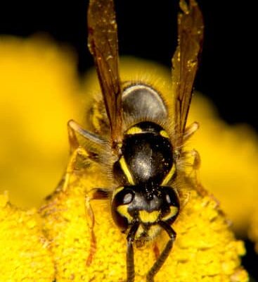 How Can Wasps Remember Human Faces?
