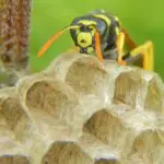 Wasp