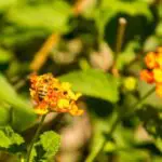 Wasp