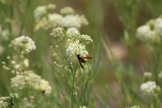 Wasp