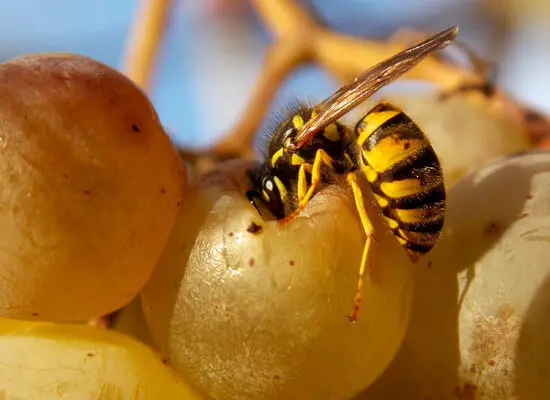 What Benefit Do Wasps Serve?