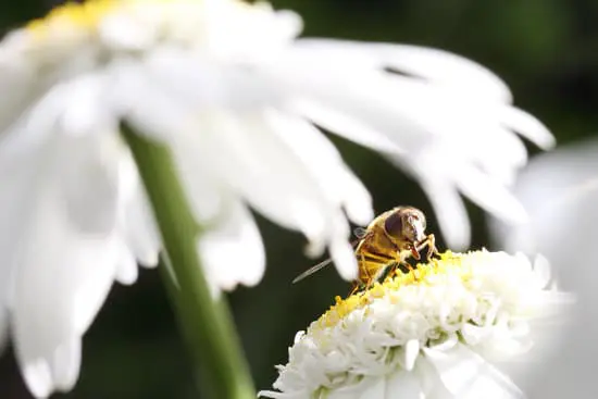 Why Do We Eat Fig Wasps?