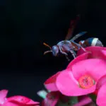 Wasp