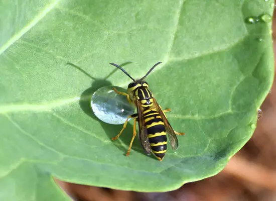 Can Wasps Cause Anaphylaxis?