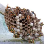 Wasp