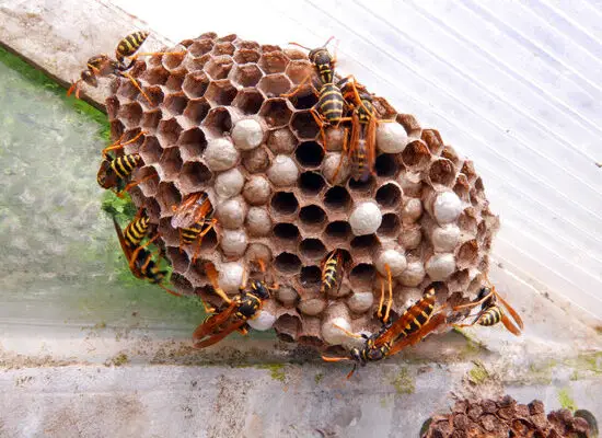 Why Are Wasps Always Angry?