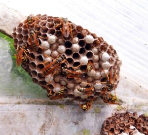 Do Wasps Damage Wood? - pestwhisperer.com