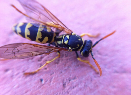 How Do Wasps Need Figs?