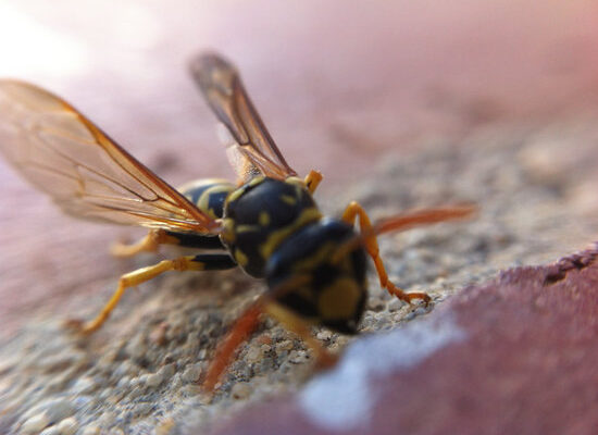 How Can Wasps Break Through Ceilings?