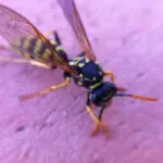Wasp
