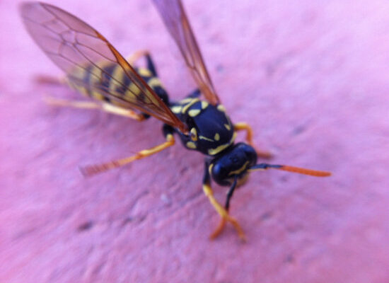 How Important Are Wasps to the Ecosystem?