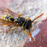 Wasp